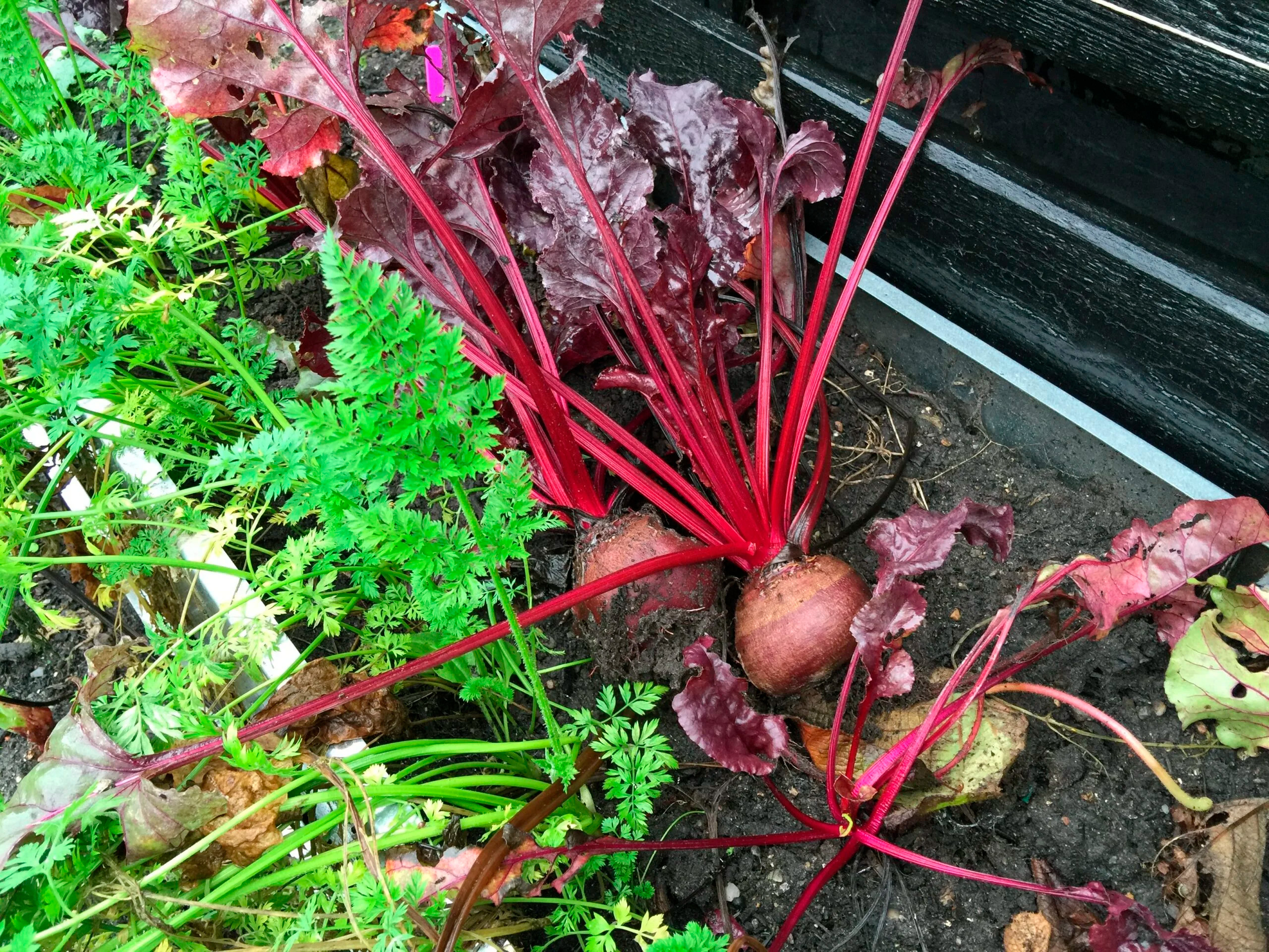 Så här odlar du lök i trädgården