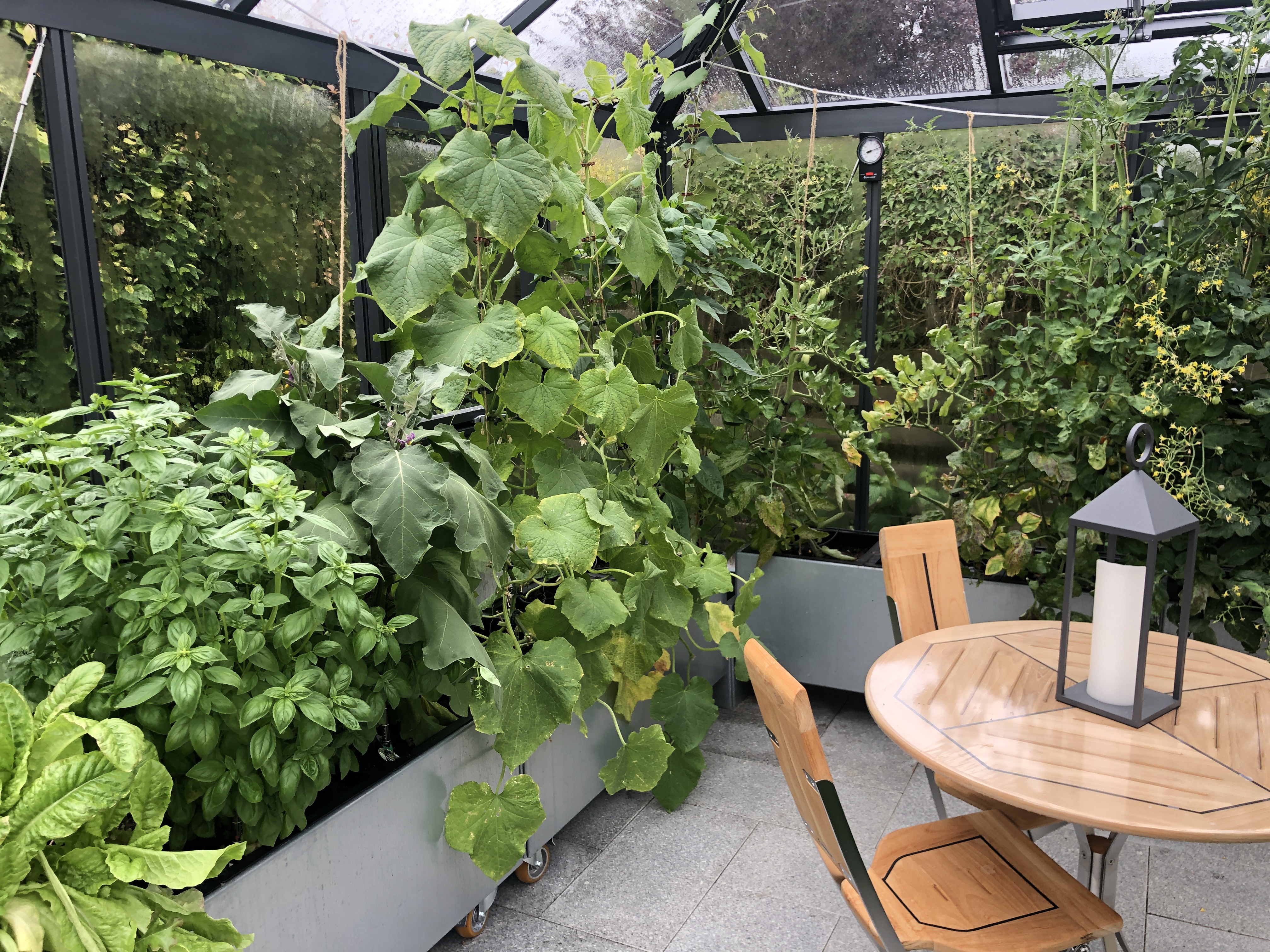 5 bra grödor att odla på sensommaren