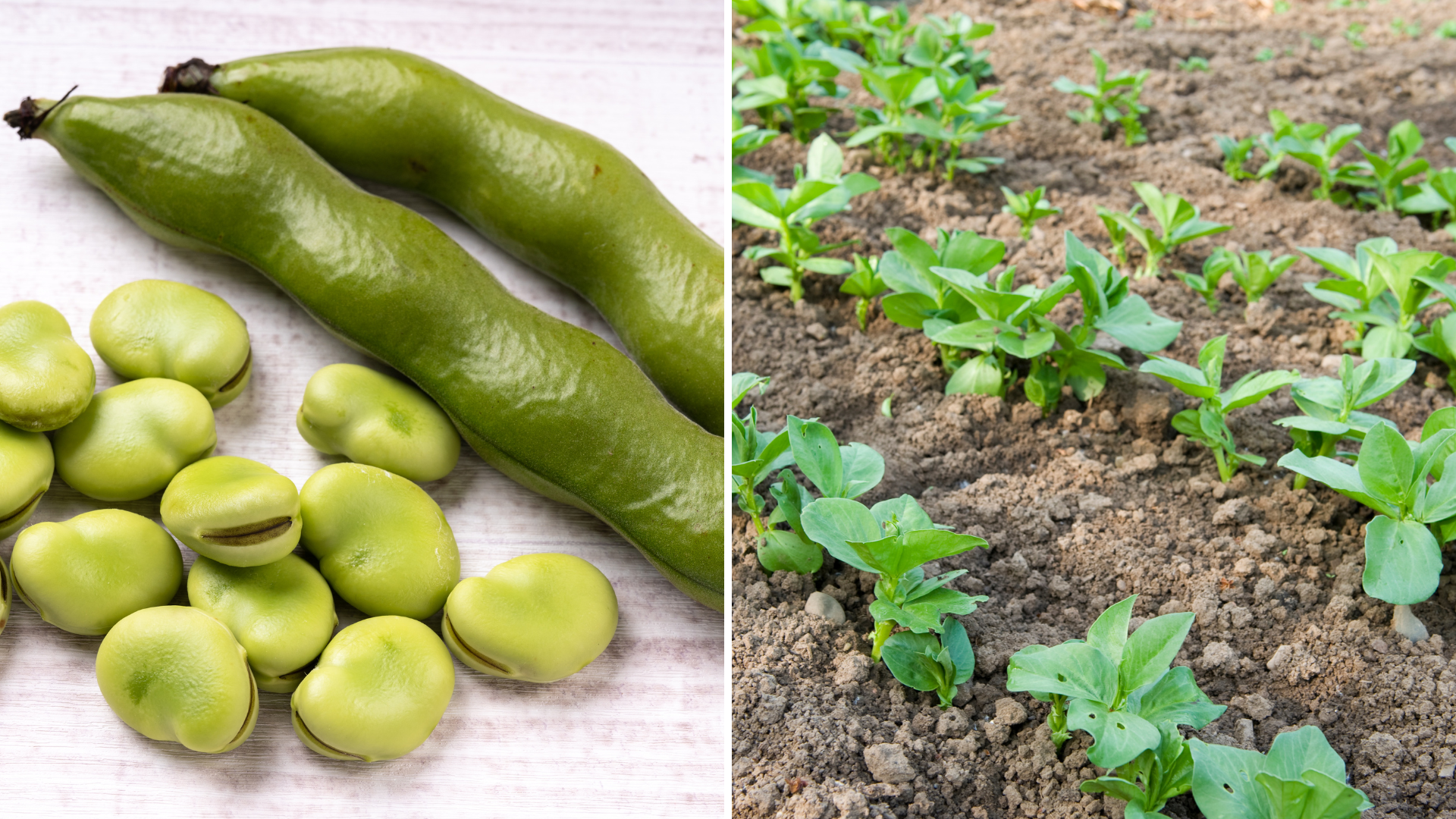 Så här odlar du hästbönor