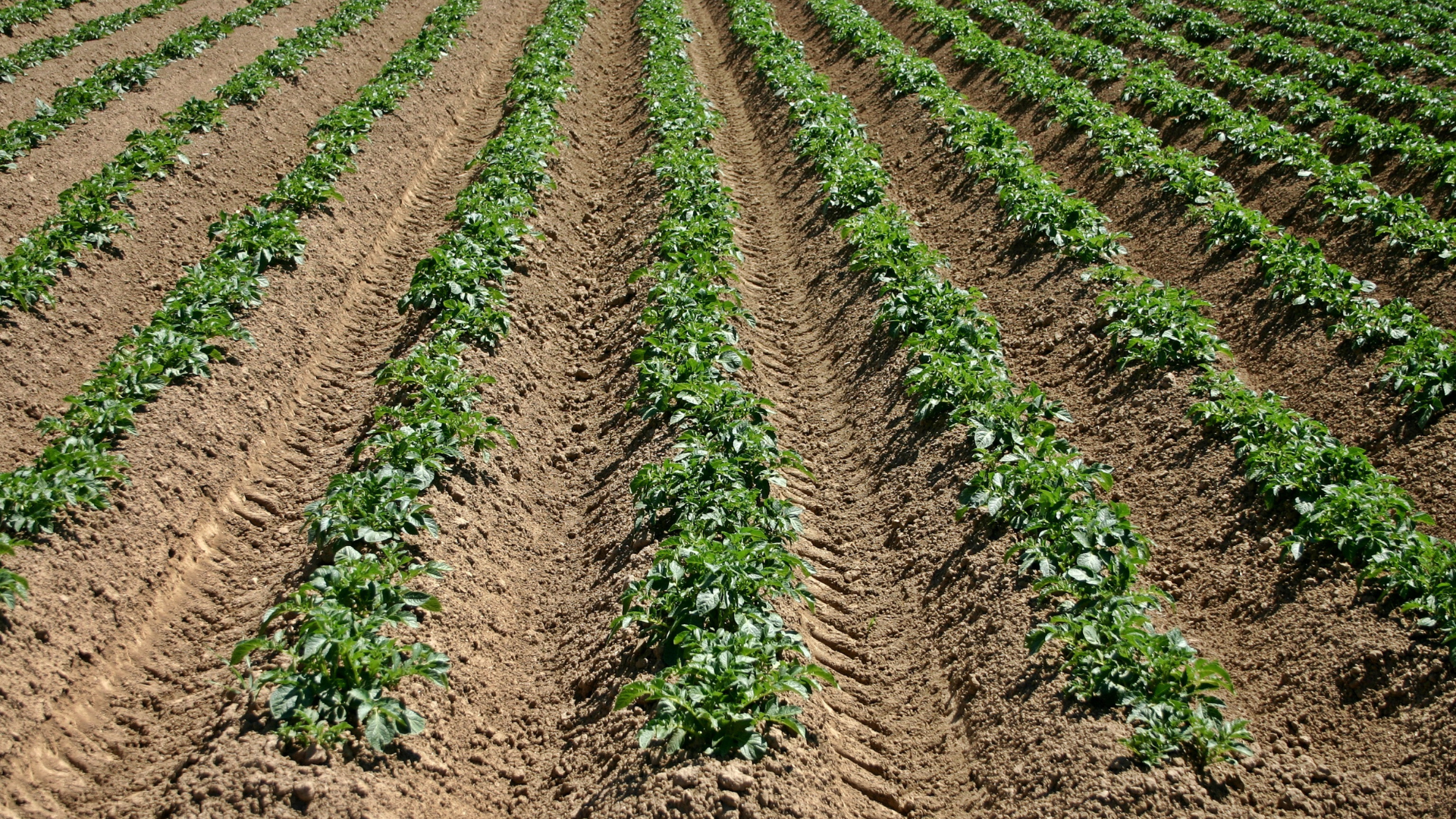 Slipp att kupa potatis – odla potatis i odlingslådor!