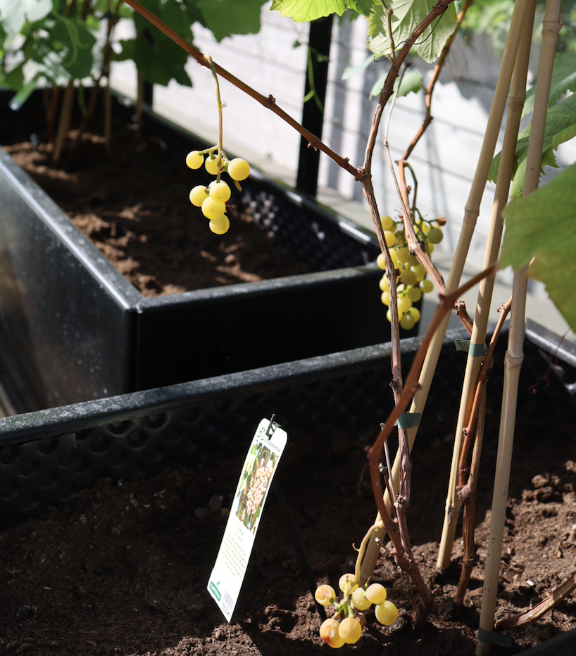 Då var det dags att så igen!