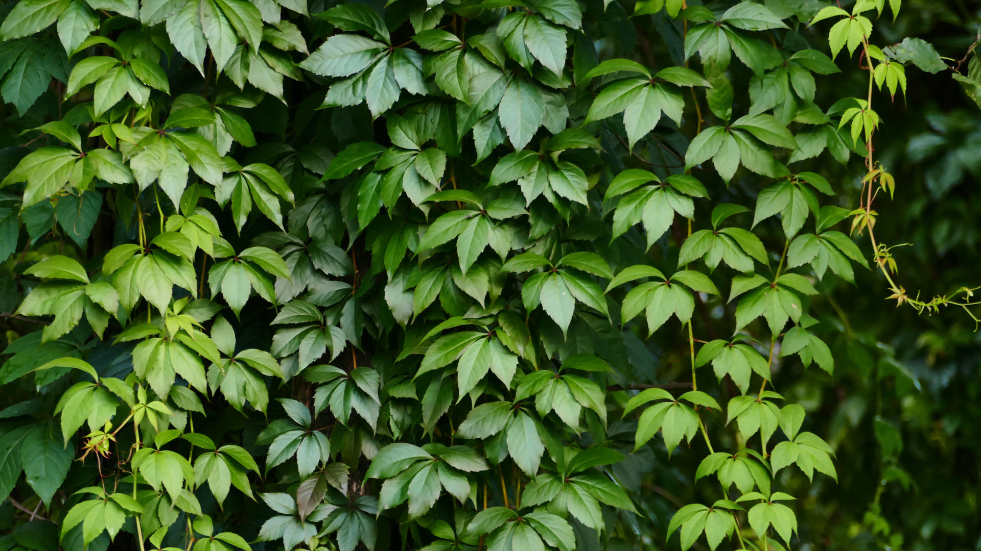 Vinbeskärning för nybörjare