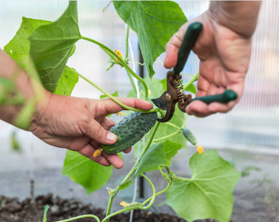 Så odlar du gurkor!
