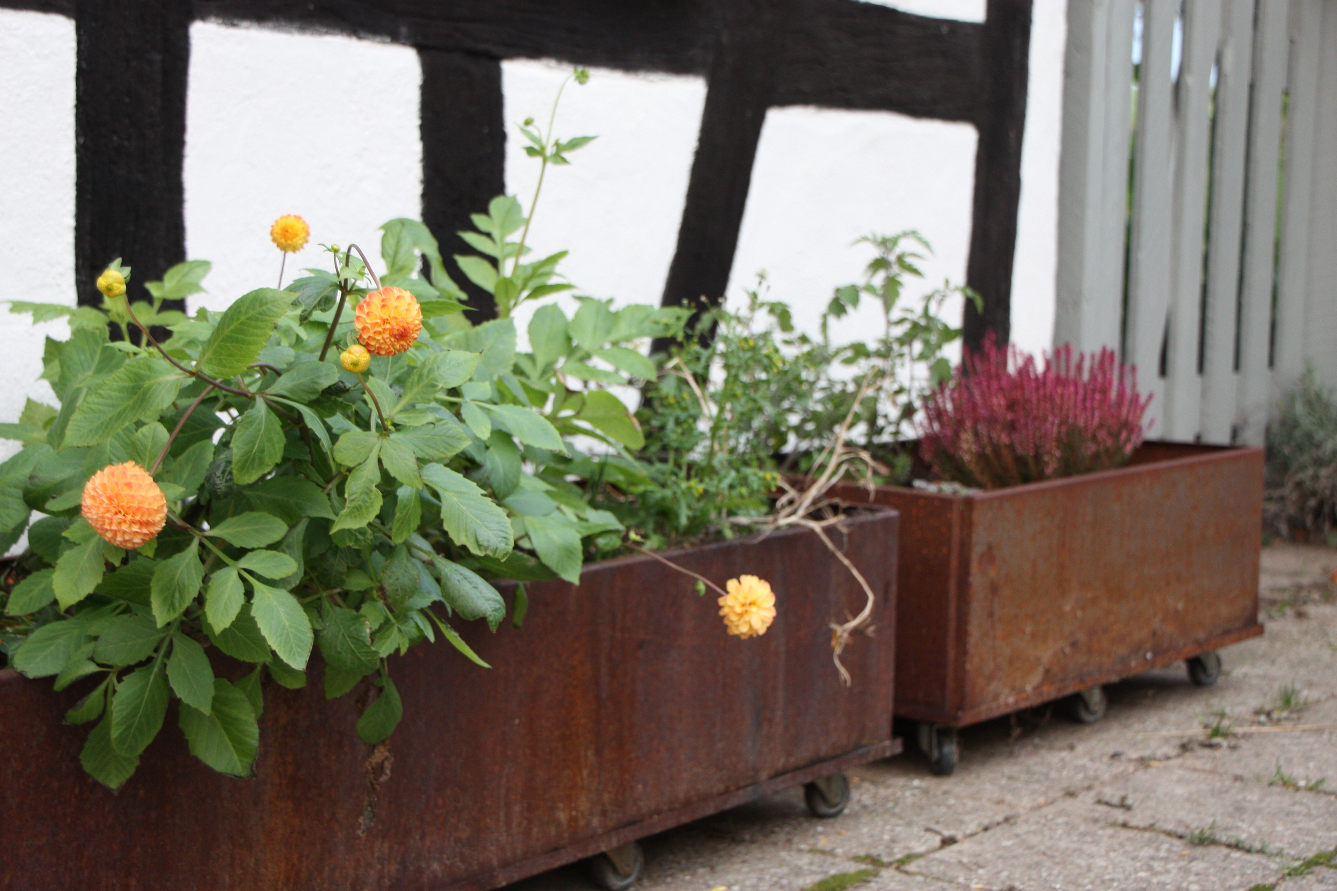 Oktober i trädgården