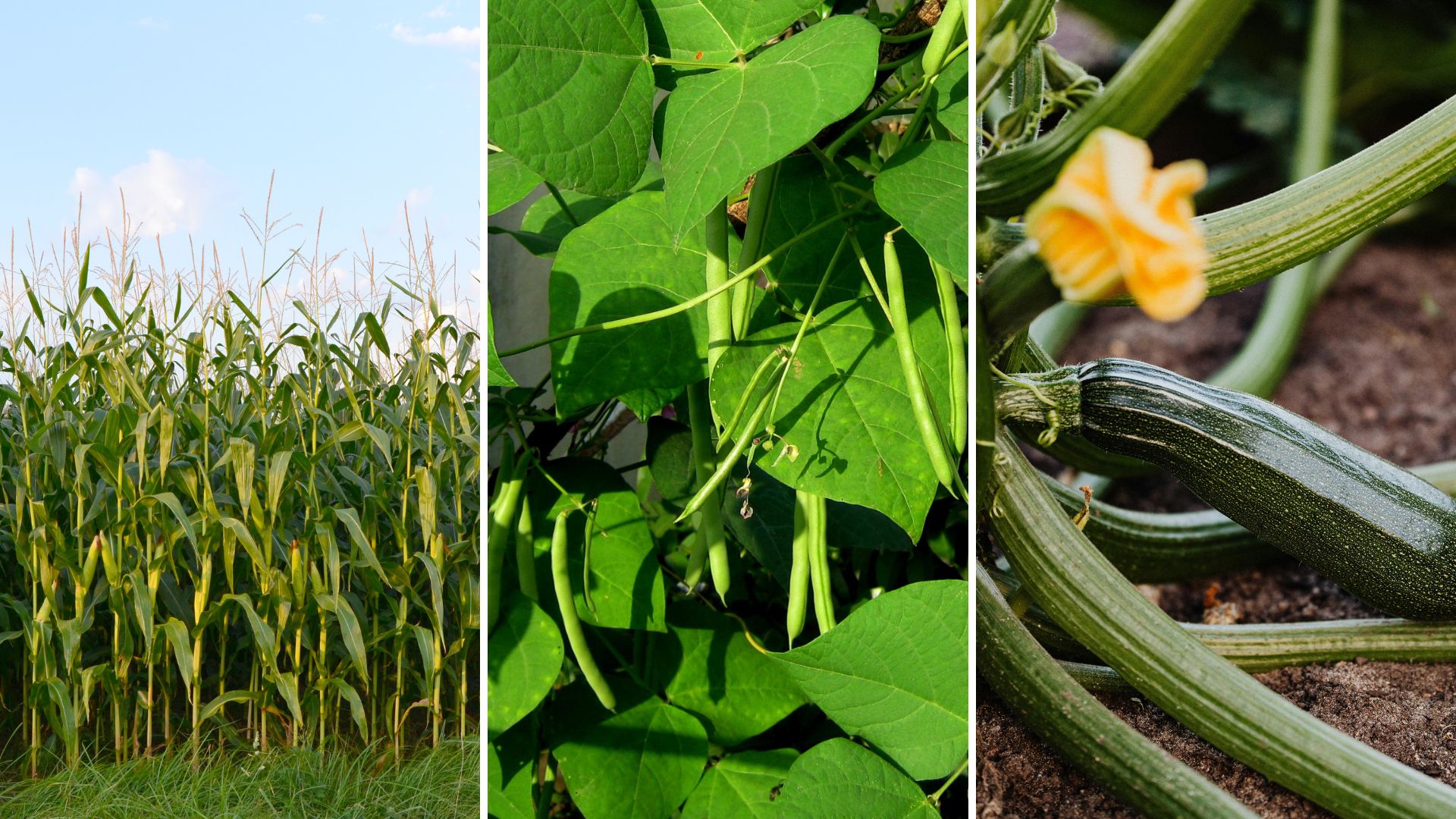 De tre systrarna växter – en klassiker i trädgården med ny inspiration