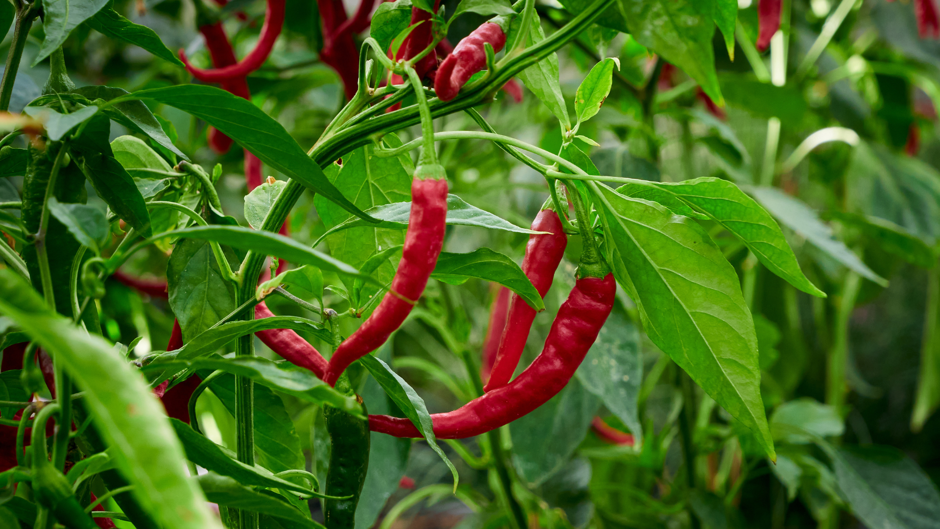 Tomat och chili utan växthus