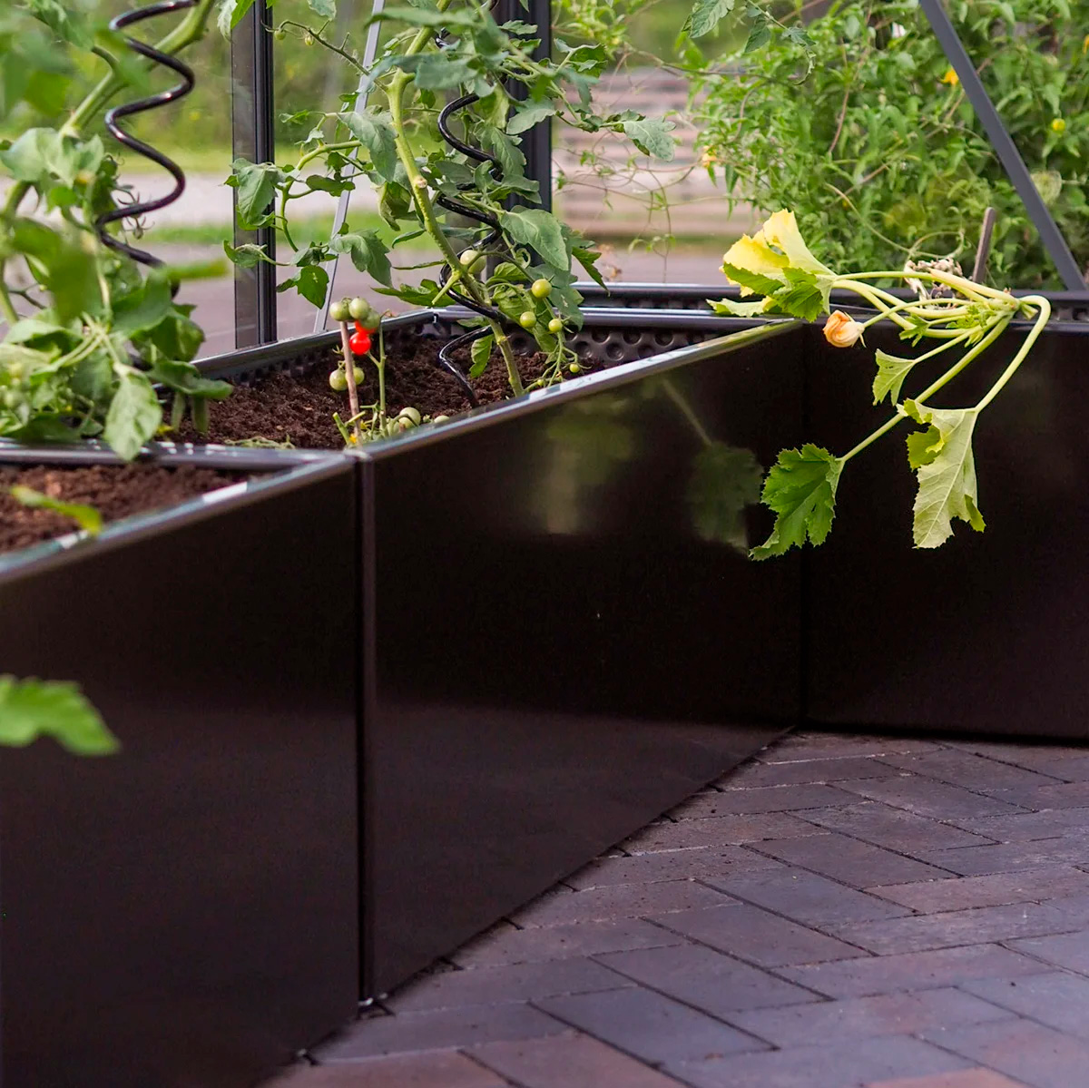 Så odlar du tomater