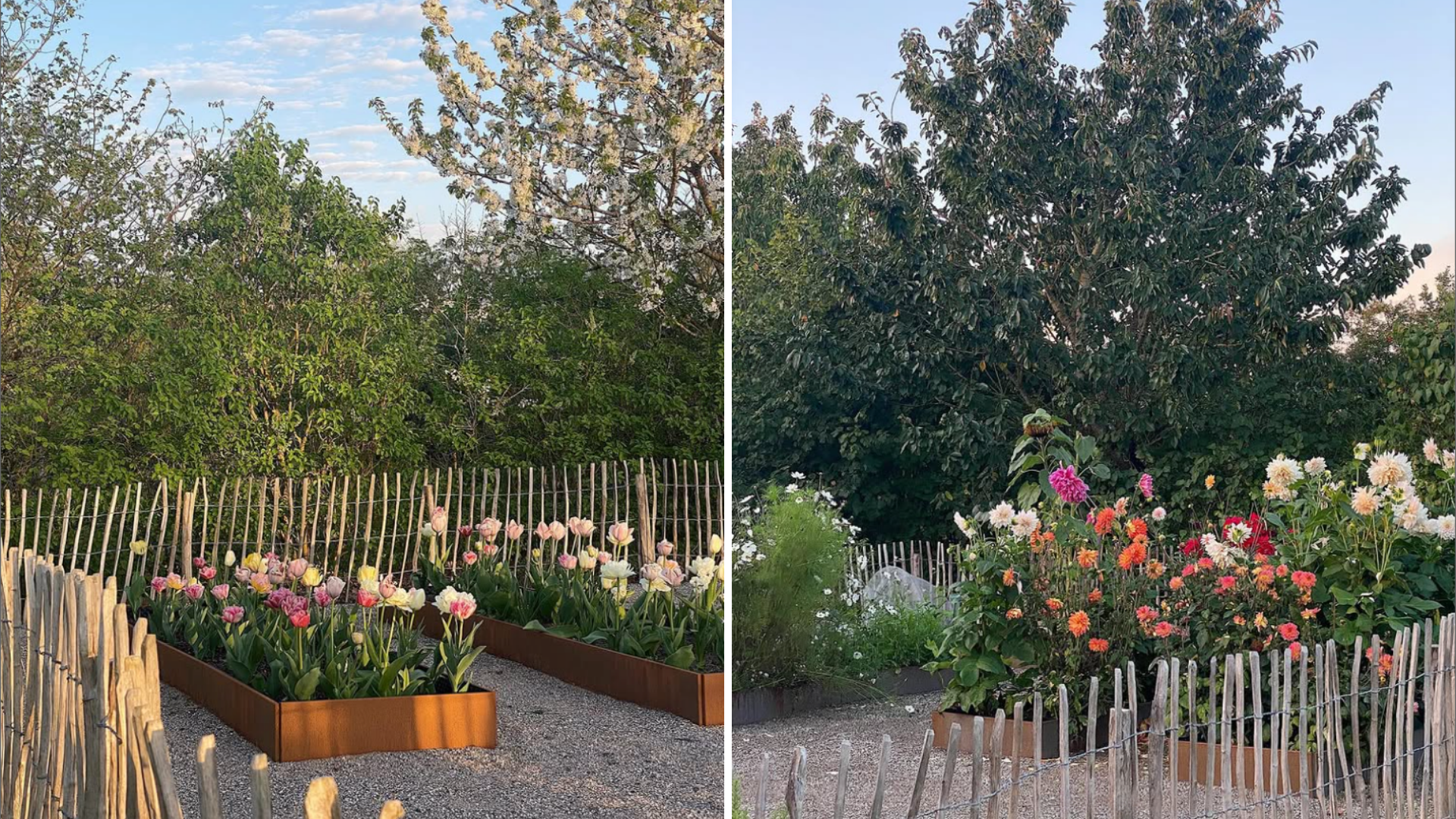 Spara mycket pengar genom att odla sommarblommor från frö – så gör du