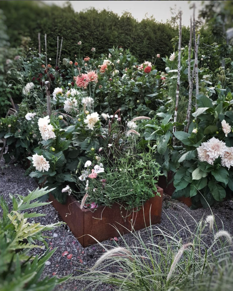 Lyckas med ditt dahliarabatt