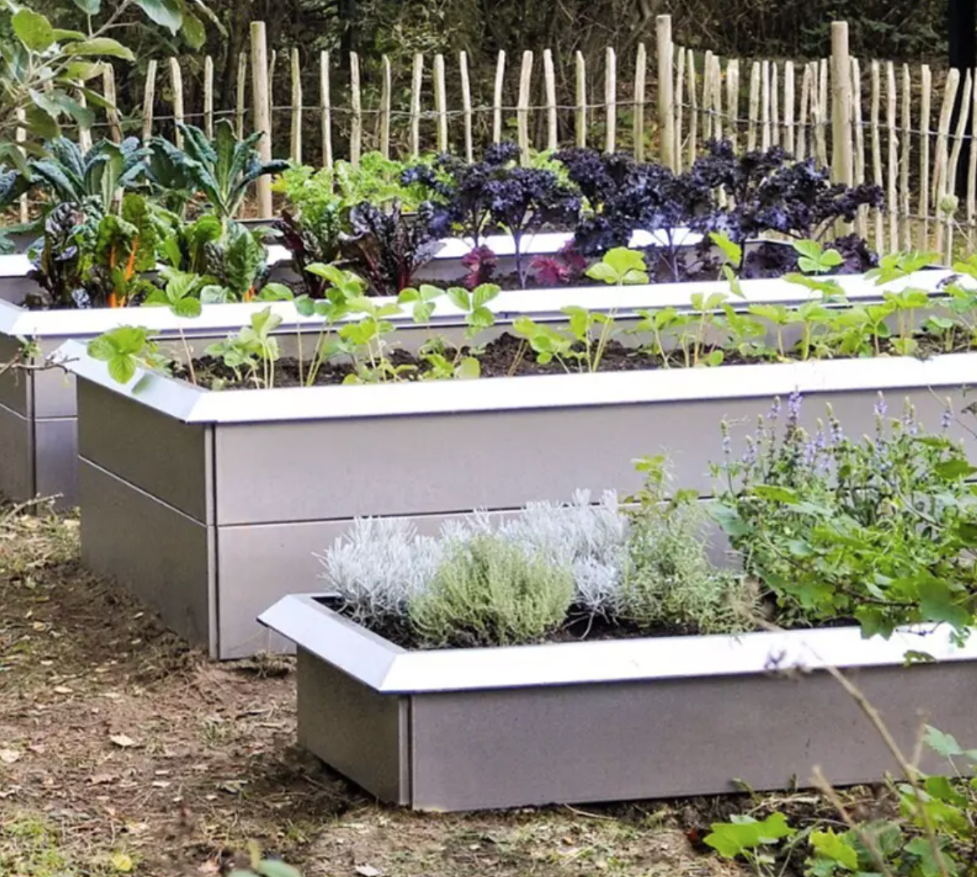 Jaktsäsong på mördarsniglar