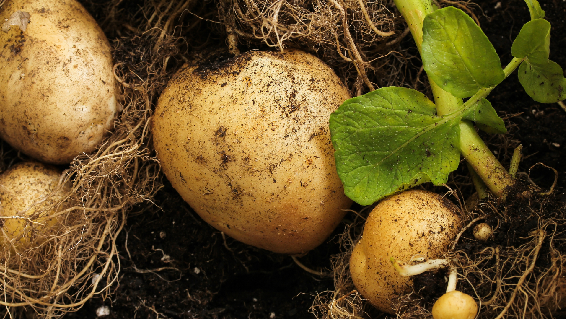 5 fantastiska potatissorter du kan odla i odlingslåda