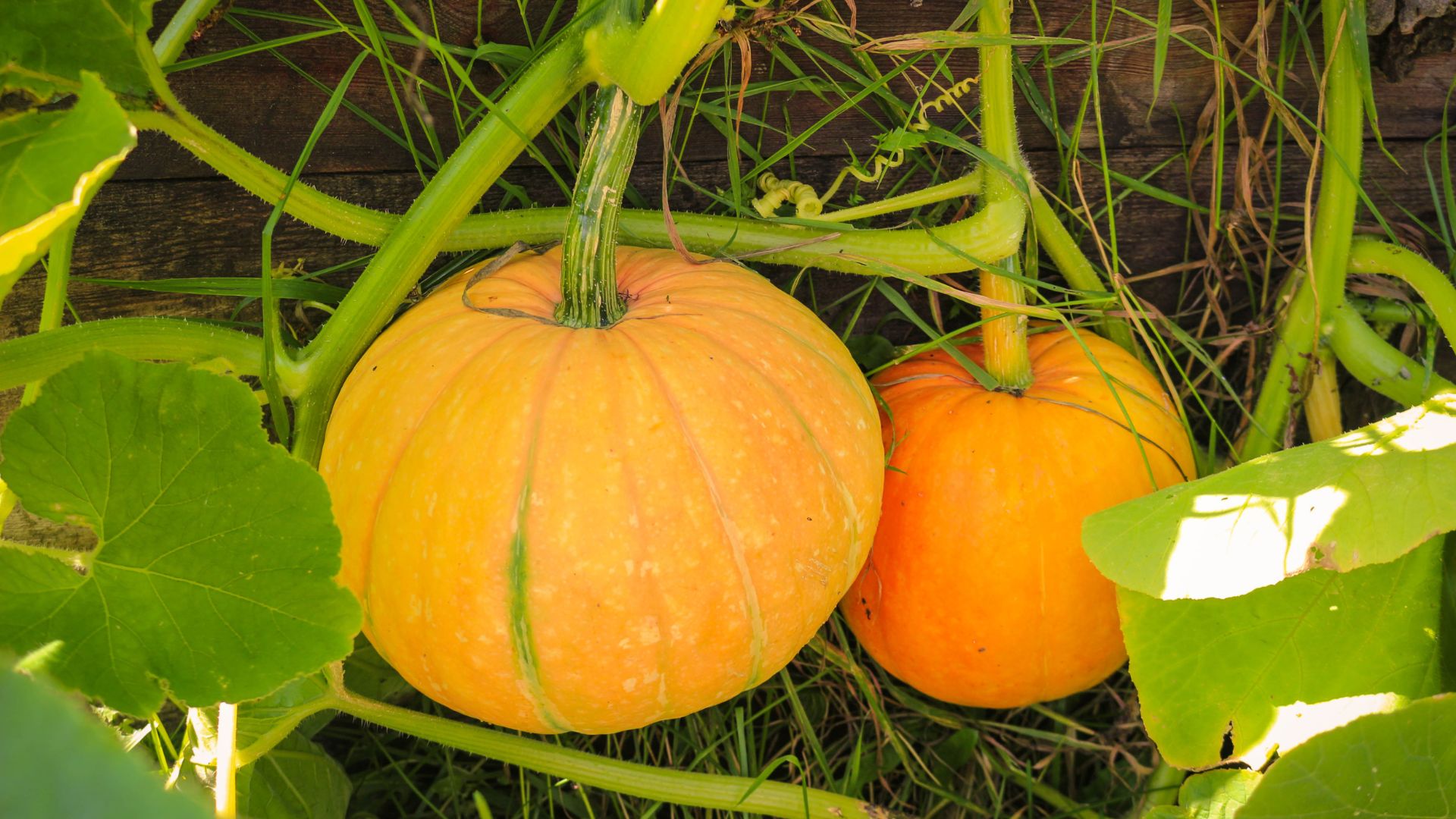 En pumpaplantan som tog över totalt