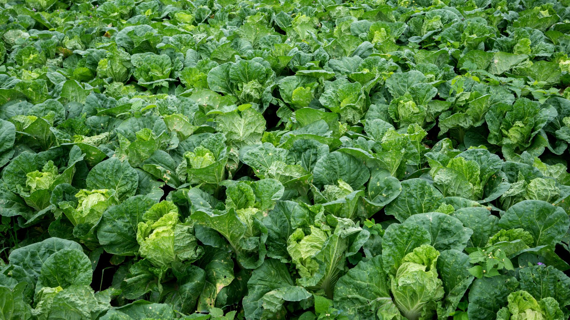 Det dröjer inte länge…