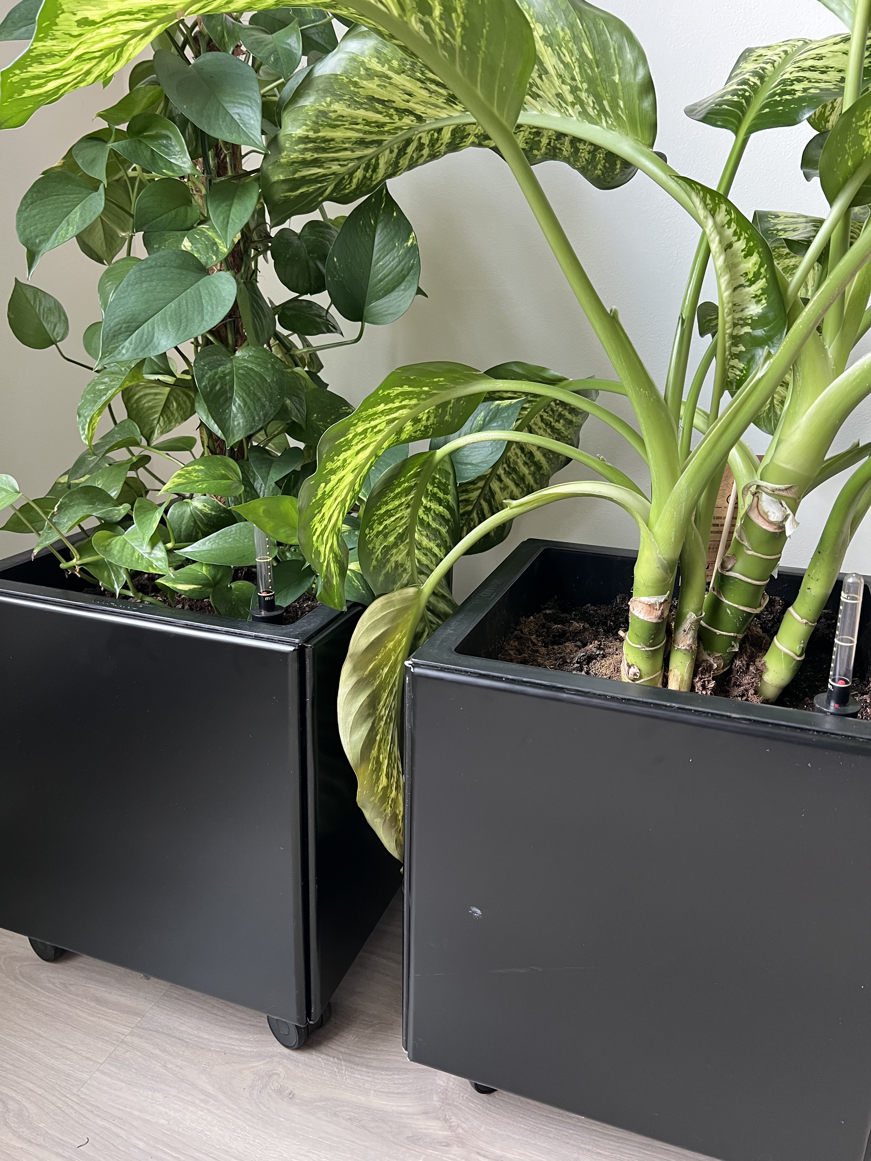 Skapa en inomhus-kaktusträdgård!