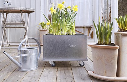 Blommande vårlök i dina blomlådor