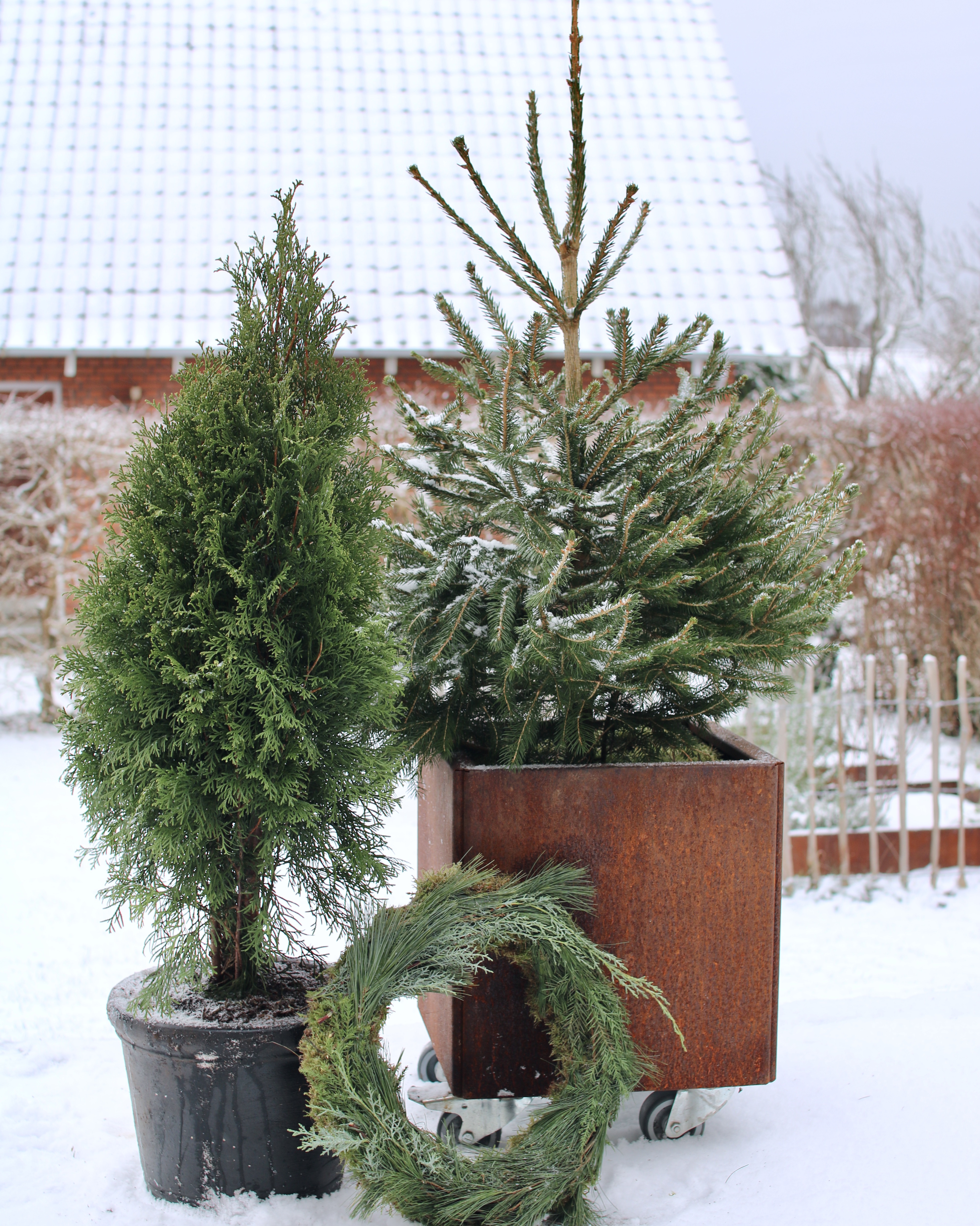 Fokus På Grantræer Land Modern Rust 1