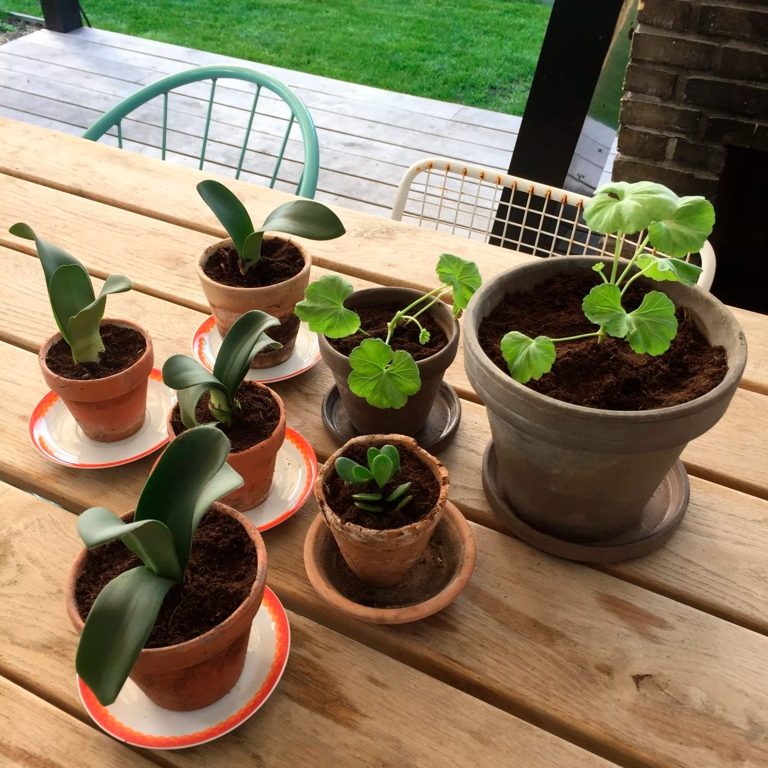 5 luftrenande växter som förbättrar ditt inomhusklimat!