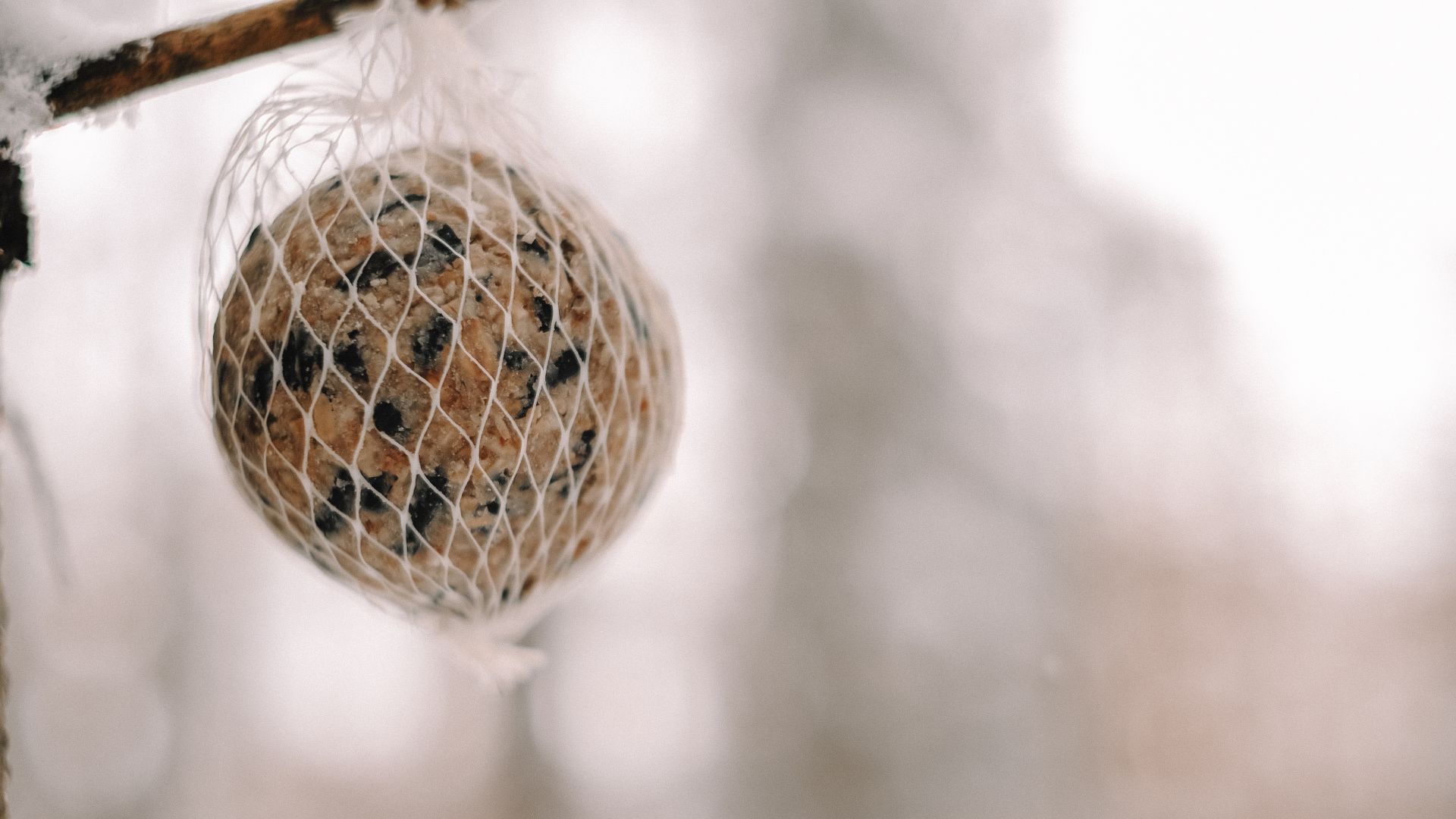 Så här gör du egna talgbollar