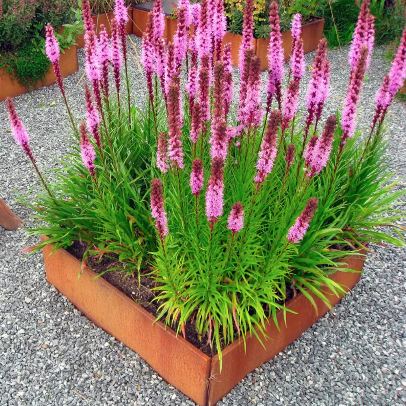 Så här delar du dina perenner