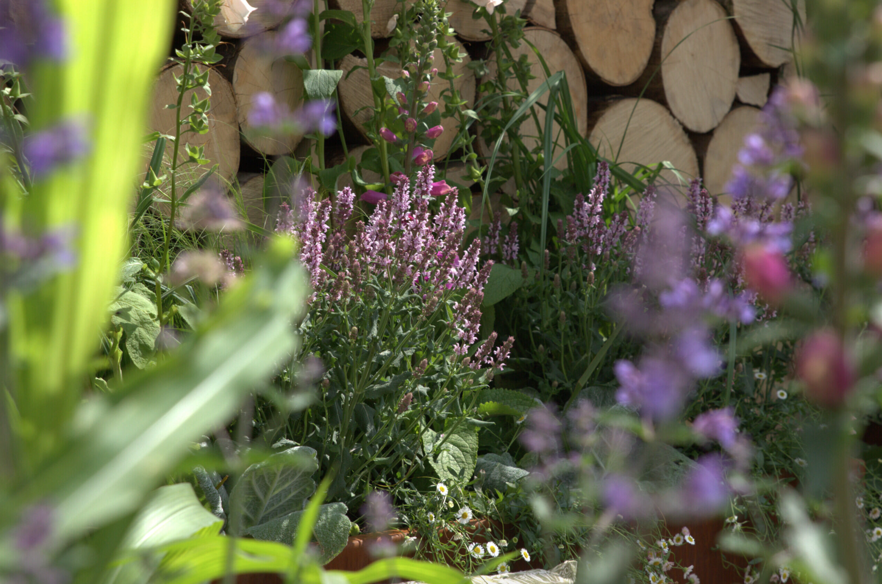 Se vilka perenner som blev succé på CPH Garden